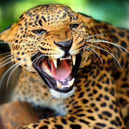 ����, �����������, 46 ���