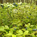 ������ ��� ������� �� ������� ����� 2016�