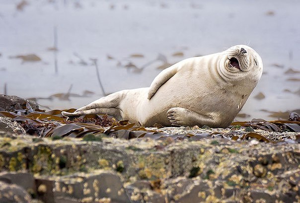     Comedy Wildlife Photography Awards 2016 - 4