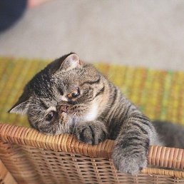 ����, ��������