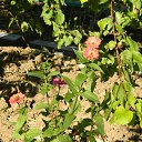  , , 73  -  25  2016     2016