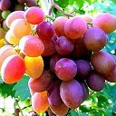 ���� Miasnik, ������, 70 ��� - ��������� 5 ������� 2016 � ������ ������ ��������