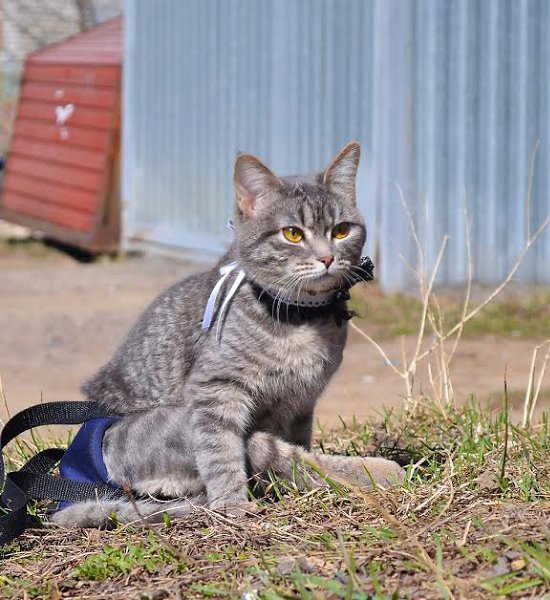 Рубрика #котизм_доброта #Москва@catism.МоскваМеня зовут Глаша и мне нет еще года. Я дружелюбная ...
