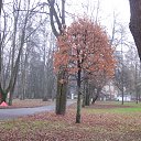 ���� Larisa, �����������, 62 ���� - ��������� 14 ������� 2016 � ������ ���� ����������