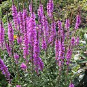 ���� �������, �������� - ��������� 5 ������ 2017 � ������ ������ ��������