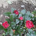 ���� �����, ������, 61 ��� - ��������� 14 �������� 2016 � ������ ���� ����������