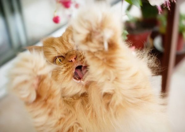 Гарфи, самый сердитый кот в мире.Если Grumpy Cat — сердитый кот, то персидский кот Гарфи, скорее, ... - 7