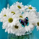 ���� Faina, ���������� - ��������� 11 �������� 2016 � ������ ���� ������� ������