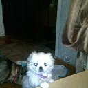 ���� ����, ���������, 61 ��� - ��������� 25 ����� 2017 � ������ ���� ����������