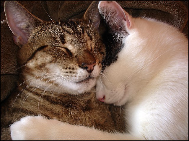   ))         ))  ! )) - 3