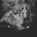 ���� Little Lumpy Unicorn, ����, 22 ���� - ��������� 31 ������ 2017 � ������ ���� ����������