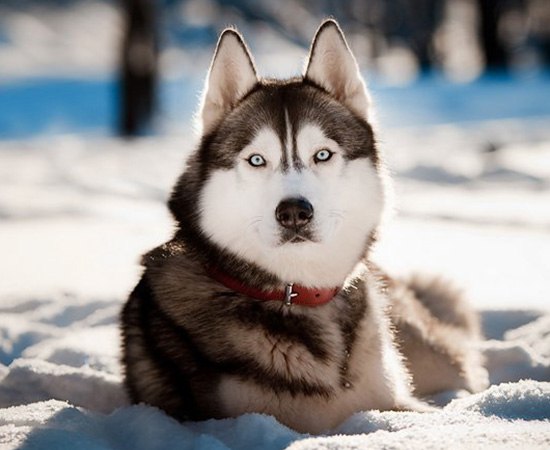   HUSKY. ,          ... - 13