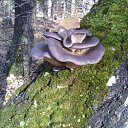 ���� � �� ������� �������