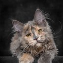 ���� �����, ���� - ��������� 16 �������� 2016 � ������ ������ ��������