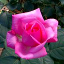 ���� ��������, ������ - ��������� 12 ������� 2016 � ������ ���� ������