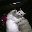 ���� ����, �������, 71 ��� - ��������� 5 ������� 2016 � ������ ���� ����������