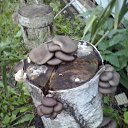 ���� �������, ������, 52 ���� - ��������� 24 ������� 2016 � ������ ���� ����������