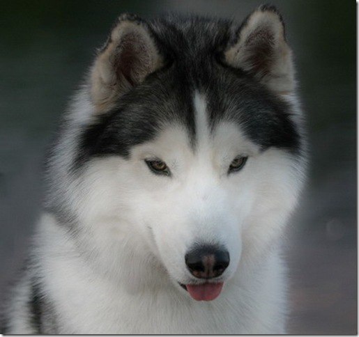   HUSKY. ,          ... - 7