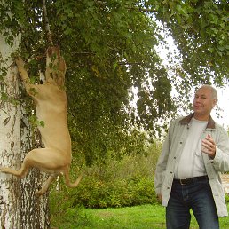 ����, ������