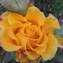  Tatyana,  -  6  2017    