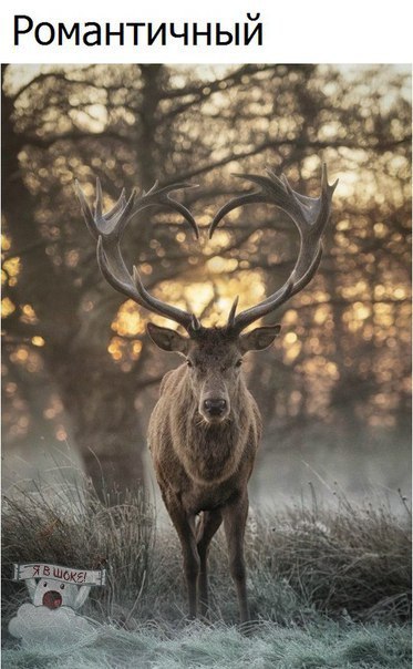 ***Victoria Viktorovna*** - 31 ����� 2017 � 11:17