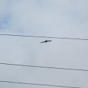 ���� ������, ����������, 61 ��� - ��������� 4 ������� 2016 � ������ ���� ����������