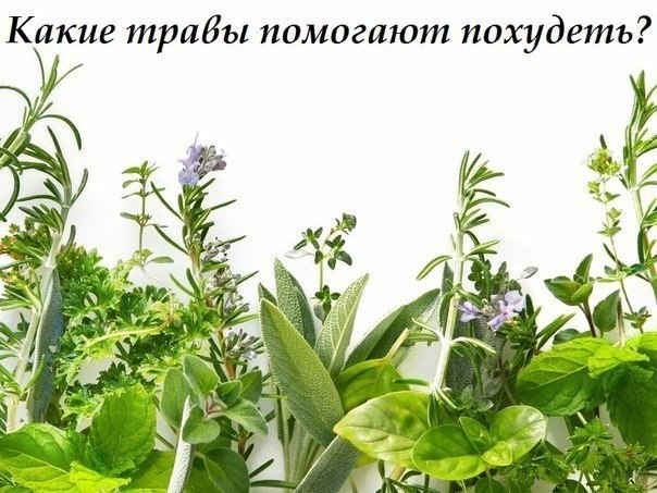 Какие травы помогают похудеть? Реклама и посещение врачей воздействуют на нас гипнотически – мы все ...
