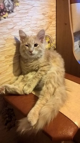 #Безкота_добро.Кот сломался Этому чуду 4 месяца.Найденыш с улицы.Неординарные позы-его конек