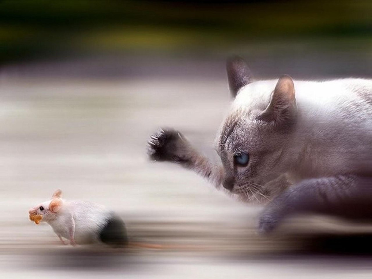 Два кота бегут. Котик бежит. Кошка за мышкой. Кот гонится за мышью. Котята бегают.