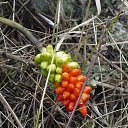 ���� �����, �������, 62 ���� - ��������� 10 ������ 2016 � ������ ���� ����������