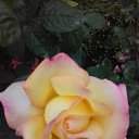 ���� Roma, ����, 61 ��� - ��������� 26 ������ 2016 � ������ ���� ����������