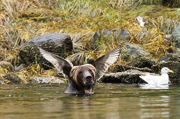     Comedy Wildlife Photography Awards 2016 - 5