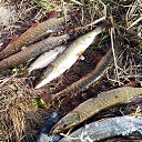 ���� ������, ���������, 41 ��� - ��������� 31 ������� 2016 � ������ ���� ����������