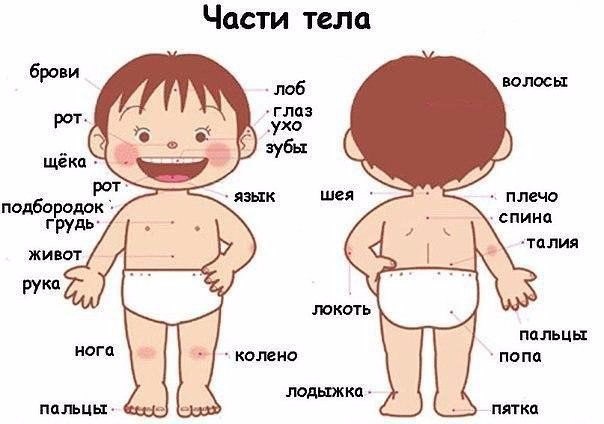 Потешки для знакомства с телом .Чтобы ребенку было легче запомнить части тела, используйте потешки. ...