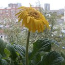 ���� ���� -�� �������!, ����������� - ��������� 14 ������ 2017 � ������ ���� ����������