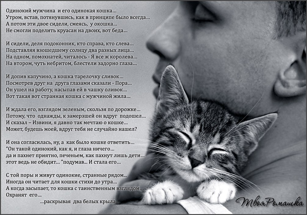Чье стихотворение котенок. Одинокий мужчина и его одинокая кошка. Кот и человек стихи. Стихи о кошке и человеке. Стишки про котов.