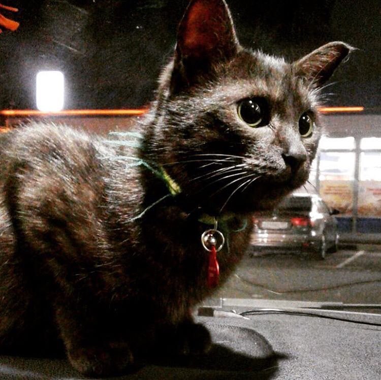 #_.  2015     ,      ...