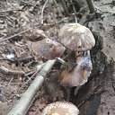  , , 50  -  29  2016    -   