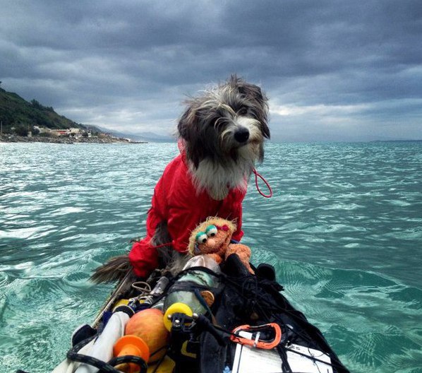 Собака Hиpвана покоряет Сpедиземнoe море  - 8