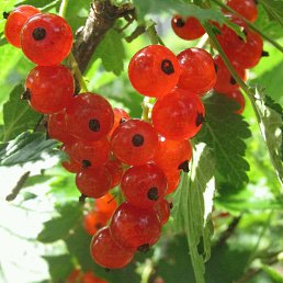 ���� ������, �����������, 59 ��� - ��������� 18 ����� 2017