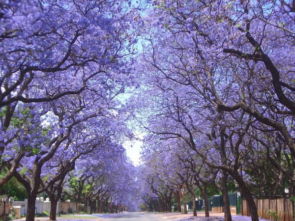   . (Jacaranda mimosifolia) ,     , ...