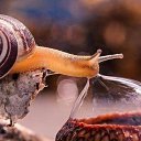  Clio, , 59  -  14  2016   