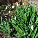  , , 60  -  26  2017   ,21.01.17. &quot;&quot;))