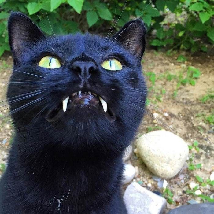 Манки — уникальный черный кот из Нью-Йорка, с ... - 40 кошек, №1217066132 |  Фотострана – cайт знакомств, развлечений и игр