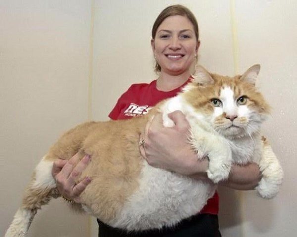 10 самых гигантских котов в мире.Такие котики смотрятся несколько устрашающе. Их уже не поднимешь ... - 8