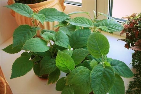   .        .      ... - 3