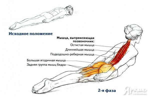 Всего одно упражнение для королевской осанки.Разгибание спины лежа — это простое базовое упражнение, ...