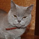 ���� ������, �������� - ��������� 15 �������� 2016 � ������ ���� ����������