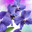 ���� Serzh, ����������� - ��������� 22 ����� 2017 � ������ ���������