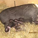 ���� �������, ������, 55 ��� - ��������� 15 �������� 2016 � ������ ���� ����������